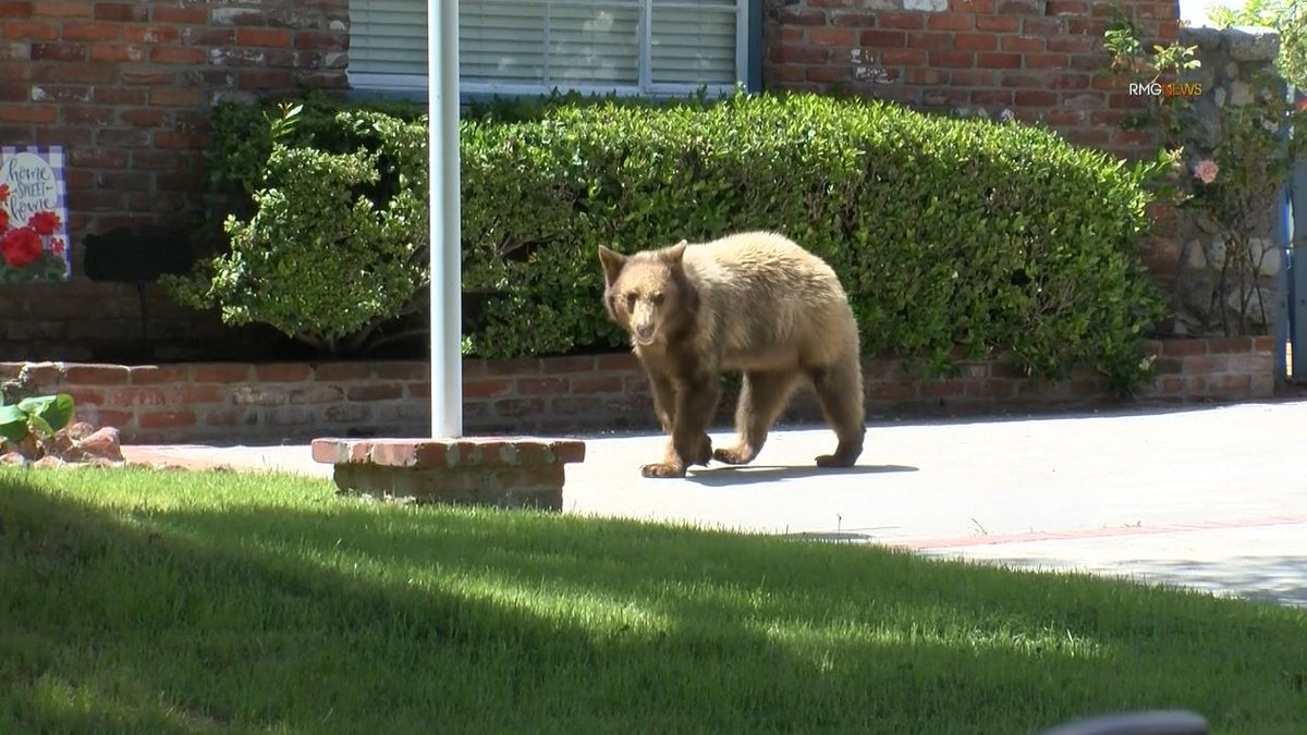 RMGNews's tweet photo. #PHOTOS: Bear cub plays hide and seek with Sierra Madre police and @PasadenaHumane while out for a sunny afternoon walk. https://t.co/JlaBKMYwfT