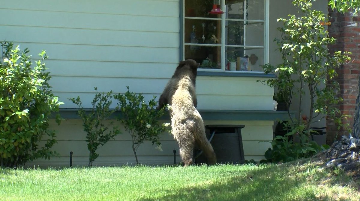 RMGNews's tweet photo. #PHOTOS: Bear cub plays hide and seek with Sierra Madre police and @PasadenaHumane while out for a sunny afternoon walk. https://t.co/JlaBKMYwfT