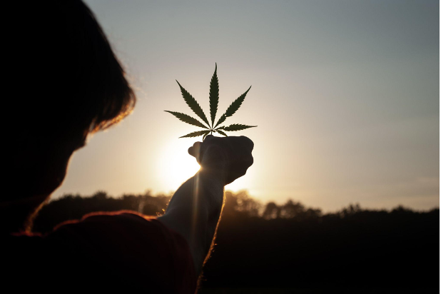 MCOAmerica's tweet photo. Competition Fierce In California’s Cannabis Industry, But This Company Reports Helping Smaller Players

https://t.co/nmHwnpme28 https://t.co/UHAbFtJE35
