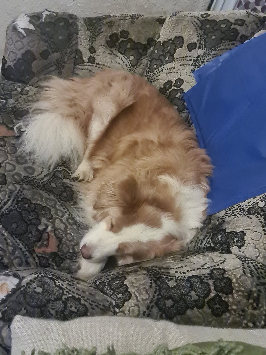 antonrafe's tweet photo. How my furbabies like to sleep @Bowrafetheboss https://t.co/li7LkQx7g8
