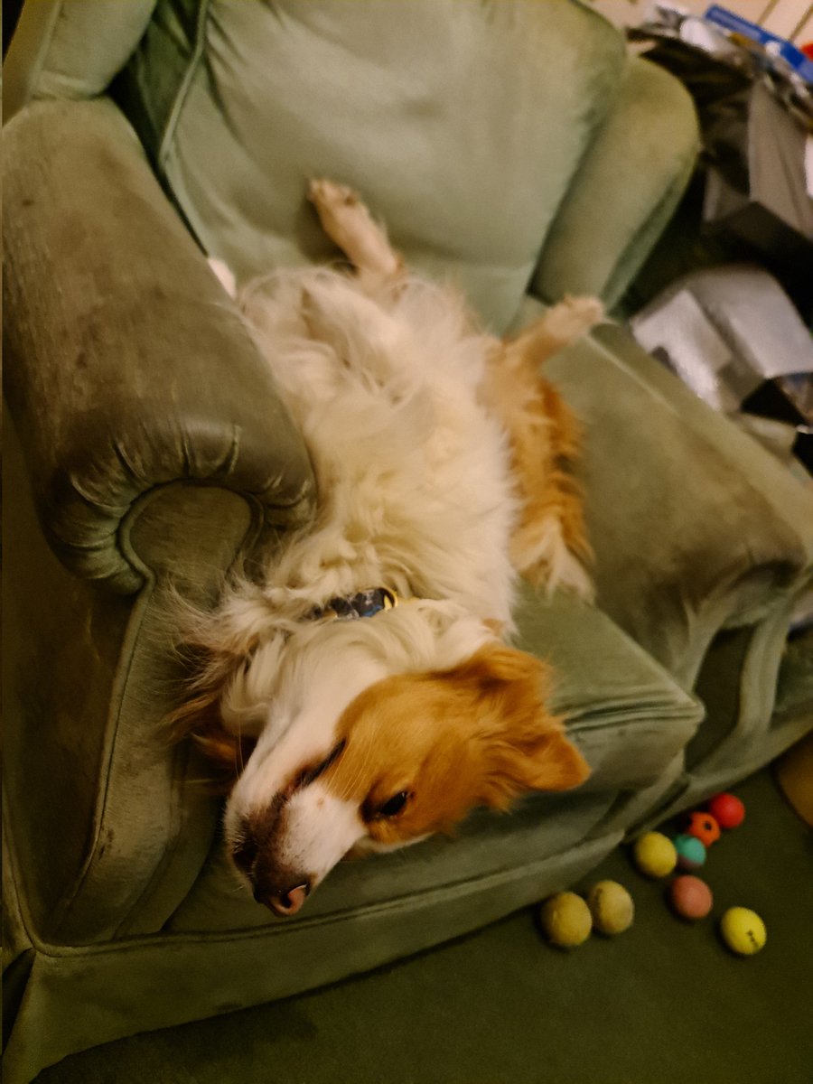 antonrafe's tweet photo. How my furbabies like to sleep @Bowrafetheboss https://t.co/li7LkQx7g8