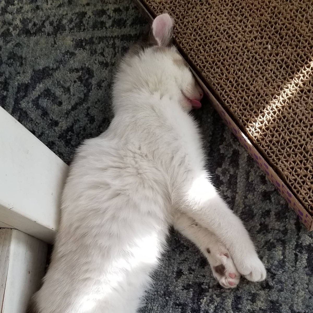 Payton  tweet media