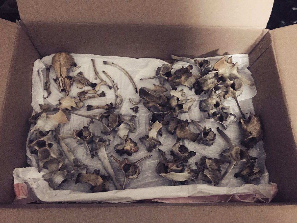 SM1L3_B0N3Z's tweet photo. Bone collection!!
~~~~
#bonecollection #deer #woodchuck #raccoon #vultureculture https://t.co/eIBQCCIWea