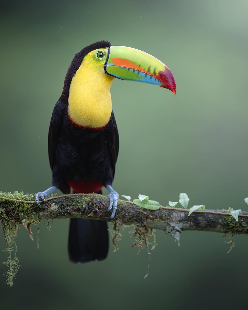 #TropicalWildlife

I recently visited #CostaRica, a biodiverse country with incredible nature and animals.  

And have you ever been to #CentralAmerica looking for #wildlife?