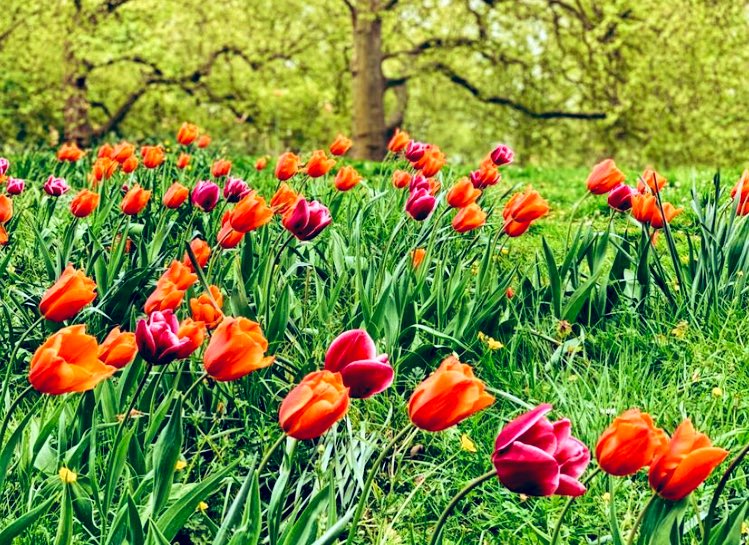 OldFriendsSPark's tweet photo. #SouthwarkPark @Tulips #Ada100 π· π π· https://t.co/vOnskgKkF2