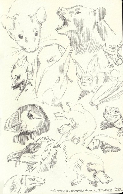 Thanks everyone for your animal suggestions! 