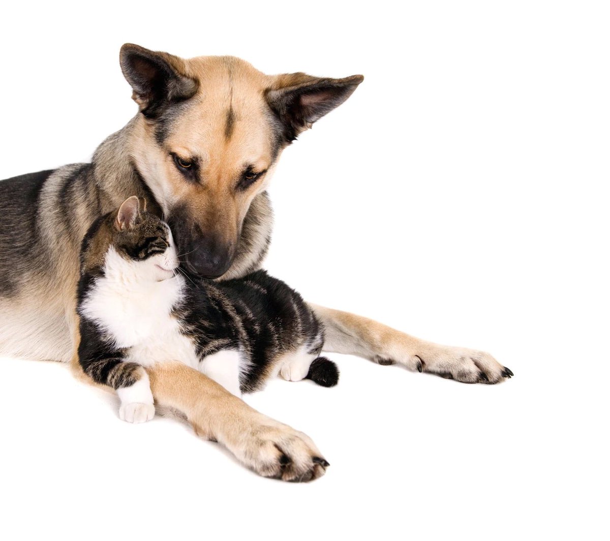 nuriaq's tweet photo. He acabado el argumentario mezclando I2P, radicalización violenta, robo con violencia, escala COPINE, inaudita parte, sintiencia…🤪 #codigopenal #Art340bis #NoAlMaltratoAnimal #victimología #darknets https://t.co/swdjeA7dDw