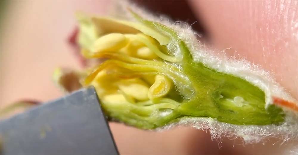 goodfruitgrower's tweet photo. Looking for apple bud damage? @wsucahnrs shows how to quickly cut and evaluate apple buds on the tree and identify flower part damage. Video in English and Spanish. https://t.co/Jvj7G9LRb6 https://t.co/eaQrB6cv2M
