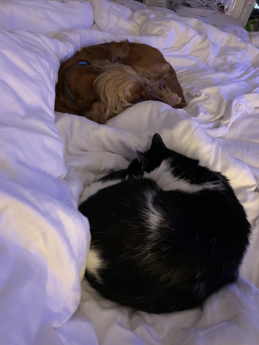 loki_abby's tweet photo. There is two inches of a hill between us so we aren’t close at all 🤣❤️ #catsanddogs #oneyearon https://t.co/X1HDHFEi4k