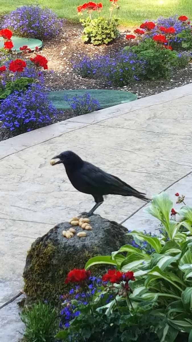 NancyPettit's tweet photo. @slicknick52 Hey, Friend! Thought I’d share a few clicks of my Crow Boys getting snacks at Rook Rock (taken from the kitchen window of our city cottage. We moved recently 20 miles from there to the country). #ilikecrows https://t.co/UOjo5yufge
