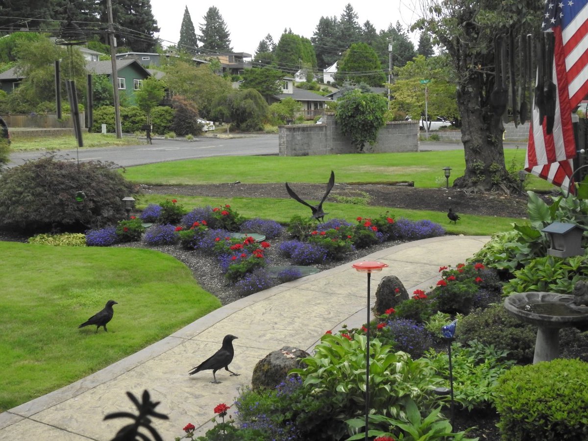 NancyPettit's tweet photo. @slicknick52 Hey, Friend! Thought I’d share a few clicks of my Crow Boys getting snacks at Rook Rock (taken from the kitchen window of our city cottage. We moved recently 20 miles from there to the country). #ilikecrows https://t.co/UOjo5yufge