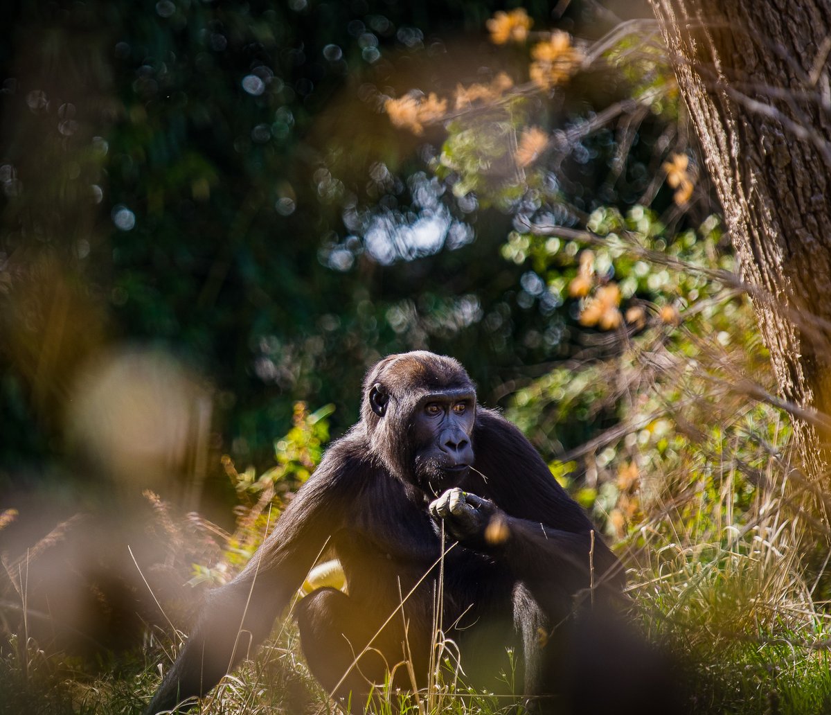 LouisvilleZoo's tweet photo. It's your chance to learn more about how to protect the Earth! Join us Wednesday for a FREE virtual panel discussion with Kentucky Natural Lands Trust, WestRock Recycling &amp; Louisville Water! Part of Party for the Planet powered by @lgeku Foundation.
https://t.co/dn1EZTN23R https://t.co/AJIg3zrjsZ