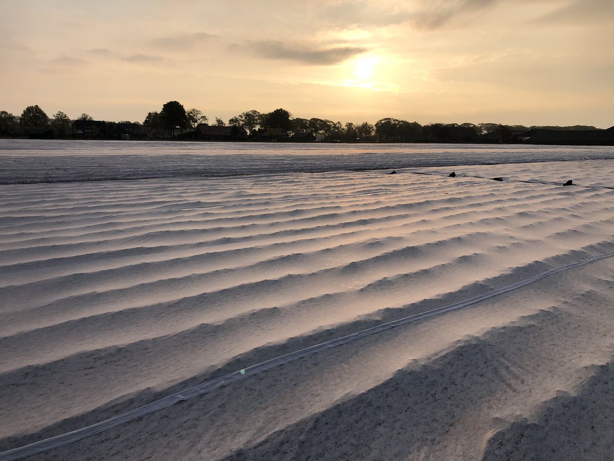 Met deze schrale oostenwind zijn de gewassen blij dat ze onder vliesdoek zitten.  Ik ben altijd weer blij dat begin mei al het doek weer in de schuur ligt☺️. Dat maakt het scouten toch een stuk makkelijker dan hele tijd onder doek moeten kruipen 😅