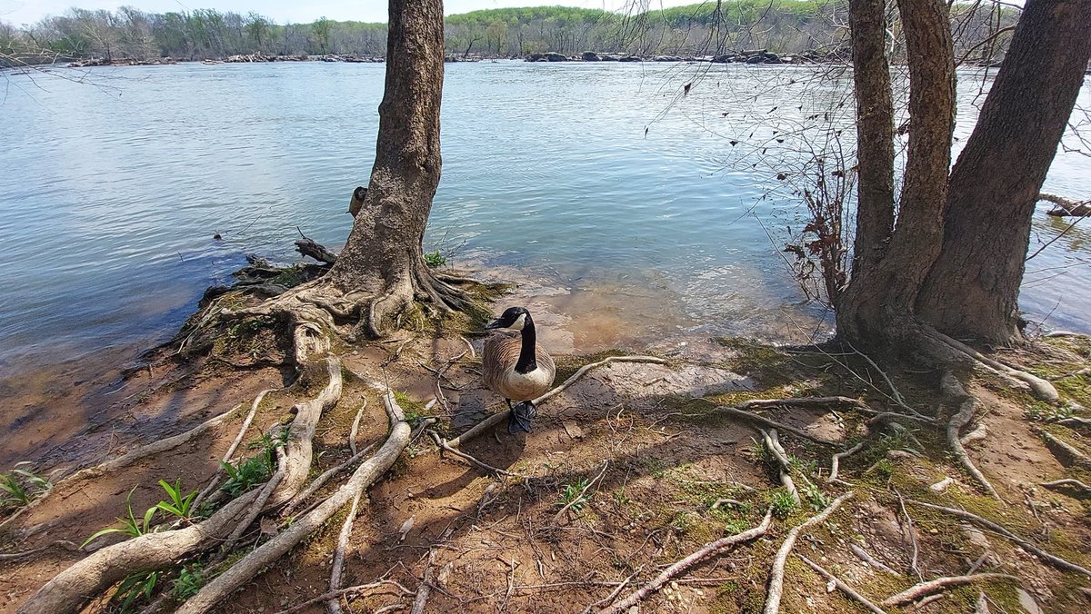 BleuBeib's tweet photo. Potomac River, Great Falls Park, VA 😍🥰
#NationalPark #NPS #greatfallspark #FindYourPark #nature #naturelover #visitva #goose https://t.co/4pKVoD3suF