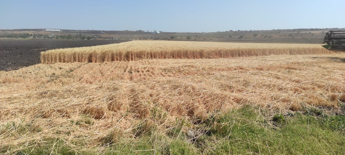 Arturo_abc26's tweet photo. La creciente demanda de alimentos obliga a los productores a agilizar sus procesos de producción, la AC se posiciona como una gran alternativa, ya que, disminuye significativamente el tiempo entre cosecha y establecimiento del próximo cultivo.

✅Siembra 2 días después de cosecha https://t.co/PpZbouwqHf