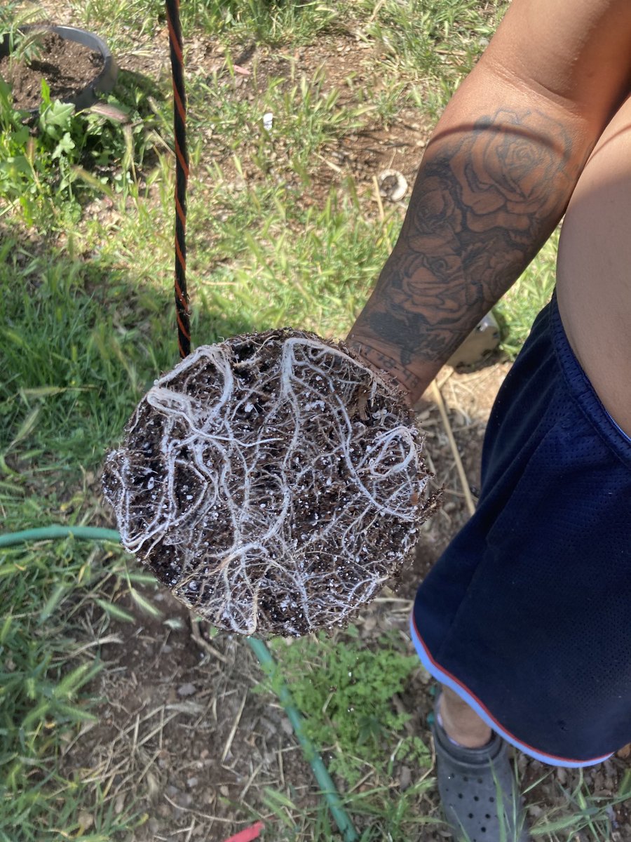 Et and his tree tweet media