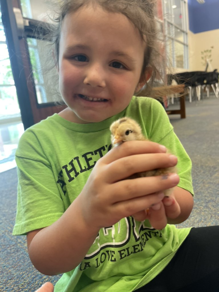 First Grade has chicks! <a href="/CLESLilTexans/">Clara Love ES</a>