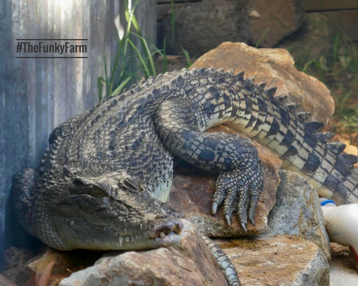 TheFunkyFarm's tweet photo. Crikey enjoying some Beautiful autumn weather.
๐
๐
๐
๐
๐
#thefunkyfarm #funkyfarm #picoftheday #animalphotography #crocodile #autumn #australia #victoria #visitvictoria #morningtonpeninsula #bestsanctuary #bestanimalencounterever https://t.co/aOl3X006wR