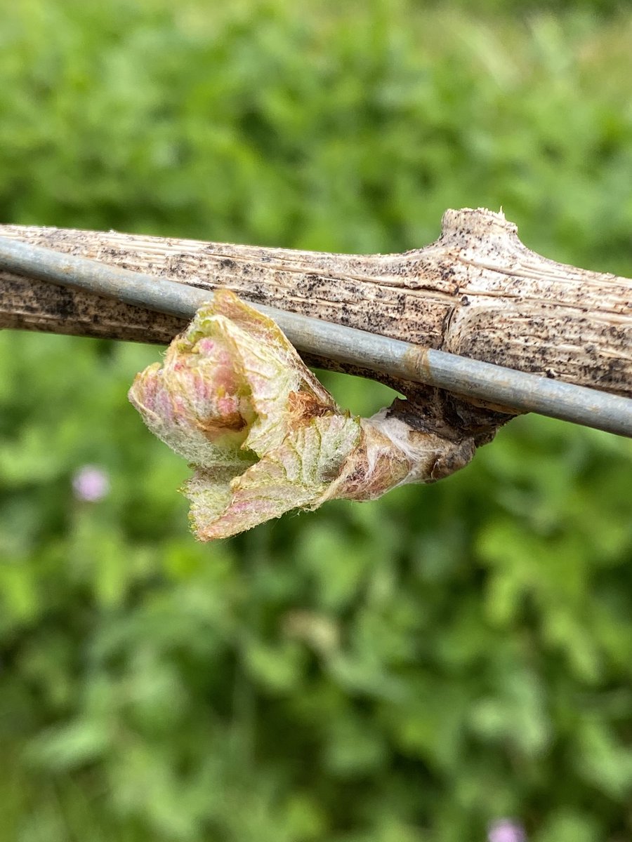 oregoncorkdork's tweet photo. Some hope in Willamette Valley after the frost damage. It’s still hit and miss in areas as small as a single block but there is widespread damage that will affect the grapes this year. https://t.co/8ZZsDXtWWw