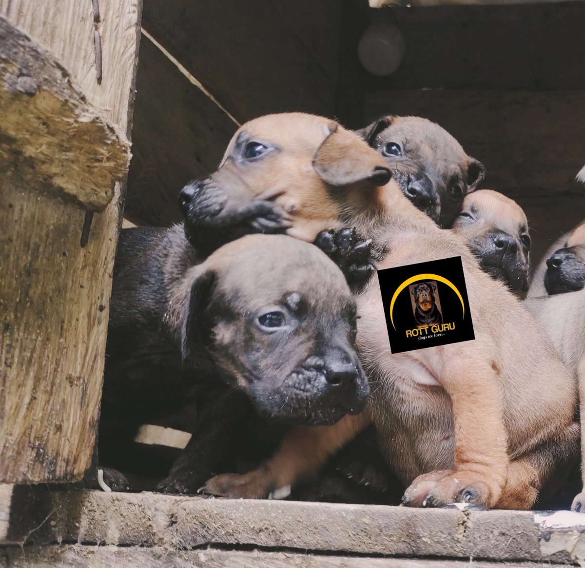 ROTTGURUGLOBAL's tweet photo. https://t.co/02avdvUlR2