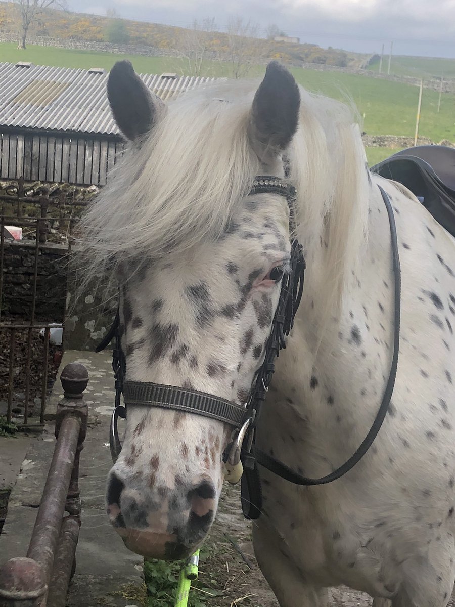 LowDubbsStud's tweet photo. I’m a big girl now! Training and Backing Talula 💕
#talula #knabstrupper #horses #cumbria https://t.co/bemg2qvsd7