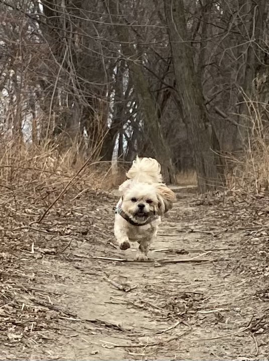 TheRealDogLeo's tweet photo. @nicolerosaaaa Maisie, mid-flight, no rainbow https://t.co/GNGSRhZSey