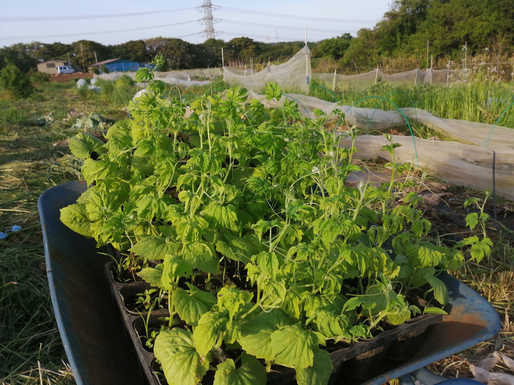 無農薬 自然栽培マイラブファーム Mylovefarm09 Twitter