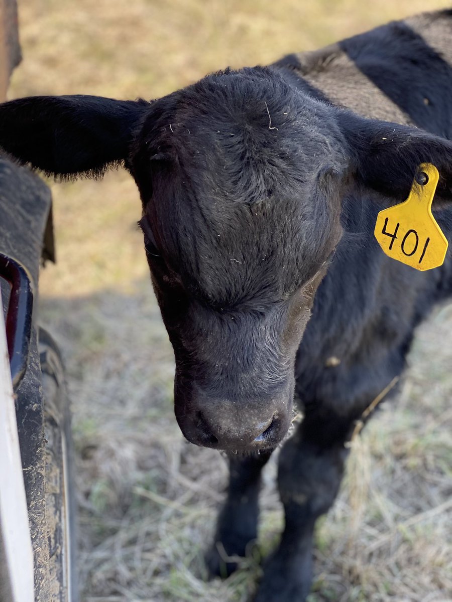 Cp_OlD's tweet photo. Feisty little guy! Head-butting tires #pressurecheck #ApsaalookéBeef https://t.co/yUDbeEjRA6