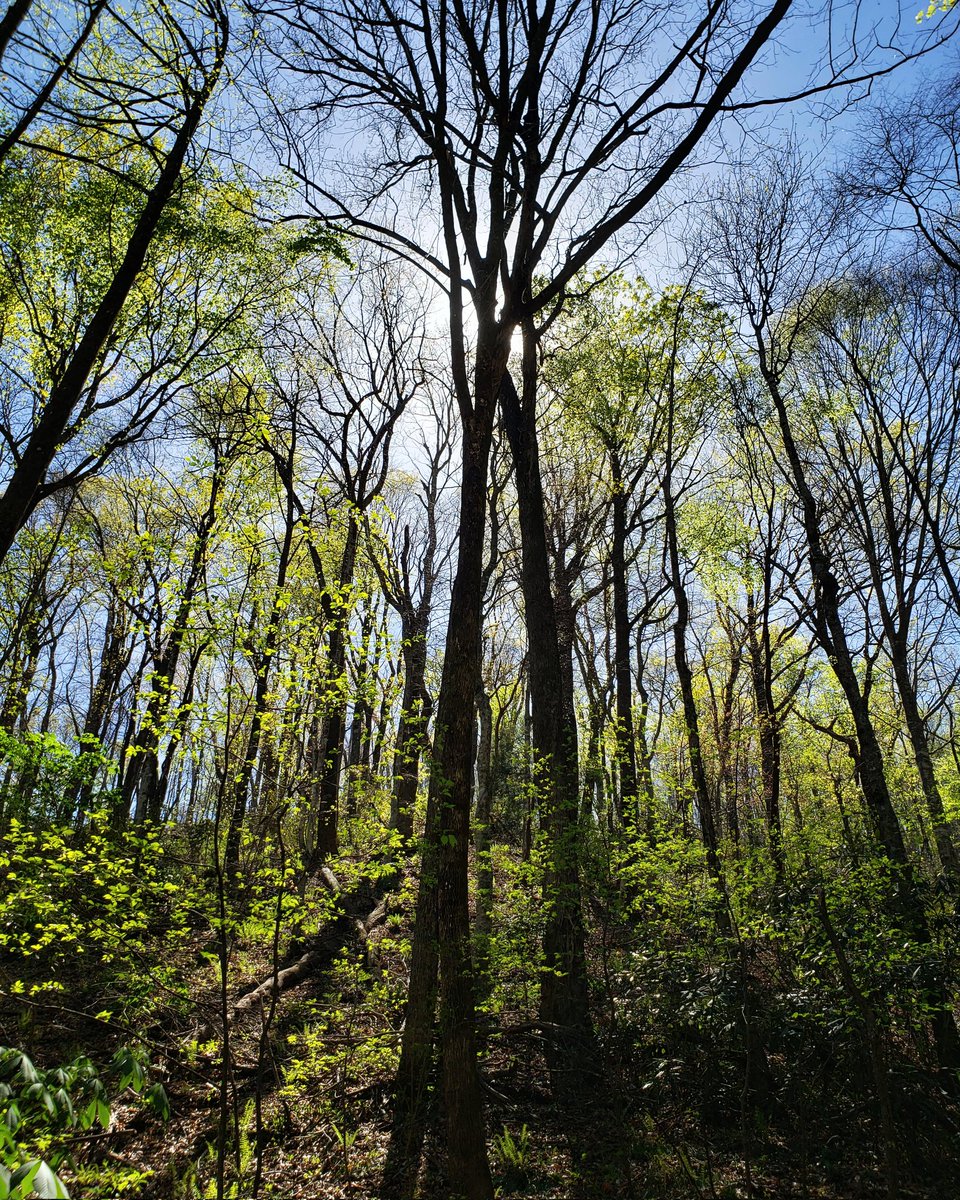 davidnevue's tweet photo. This #Ent waving his arms to get my attention... #tablerockstatepark #upstatesc #hikesouthcarolina #pinnaclemountainfalls https://t.co/U44381f9iW