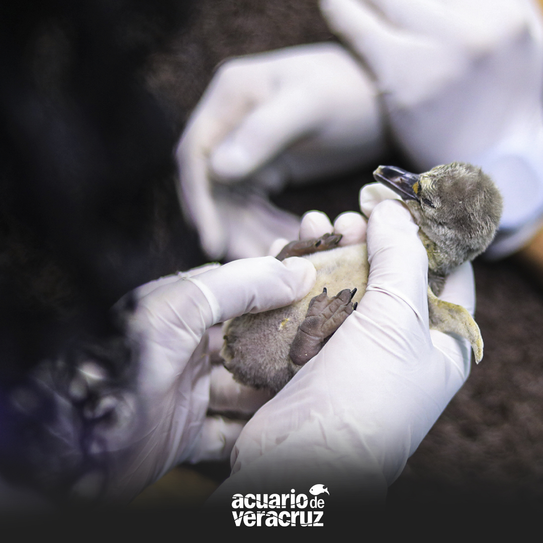 🐧¡DÍA MUNDIAL DEL PINGÜINO!🐧
Aún recordamos la primera vez que te dimos la noticia que en el Acuario de Veracruz ya había nacido el primer Pingüino en todo México bajo cuidado humano.