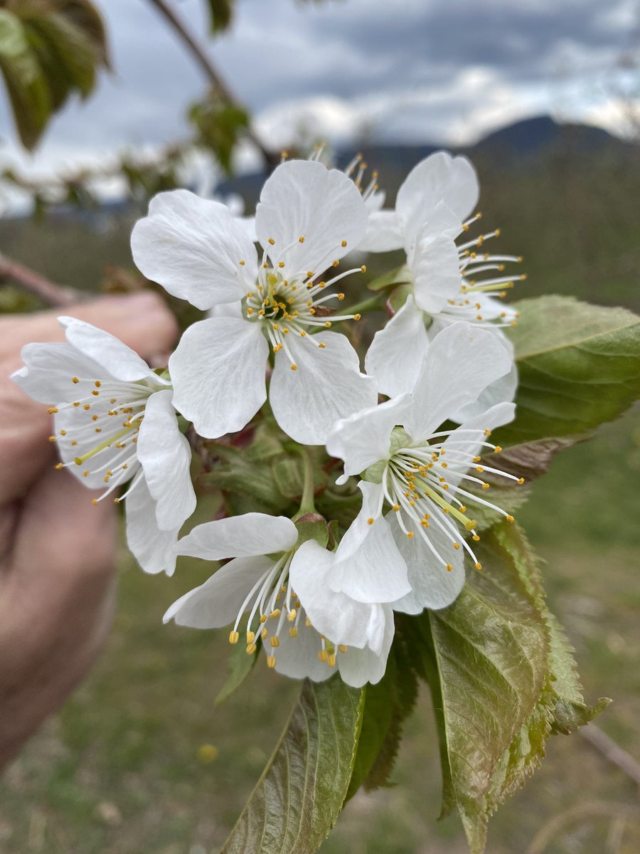 AppleHank's tweet image. Cherries in bloom, apples not far behind. Need to start thinking about foliar feeding with Megafol soon. @syngentacanada #fieldperformance