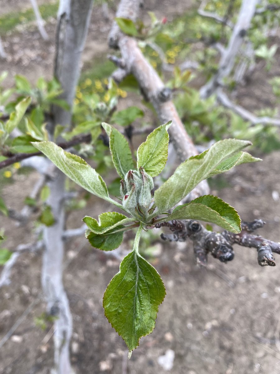 AppleHank's tweet image. Cherries in bloom, apples not far behind. Need to start thinking about foliar feeding with Megafol soon. @syngentacanada #fieldperformance