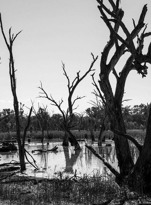 awayne48's tweet photo. Snapping the moment for later inspiration...
Gum Swamp, Forbes, NSW
#artist #painting #artistlife #Creativity #Inspiration #Australianart #countrylife #finearts
#cowra #forbes #landscape #photography https://t.co/v90qpRDEZW