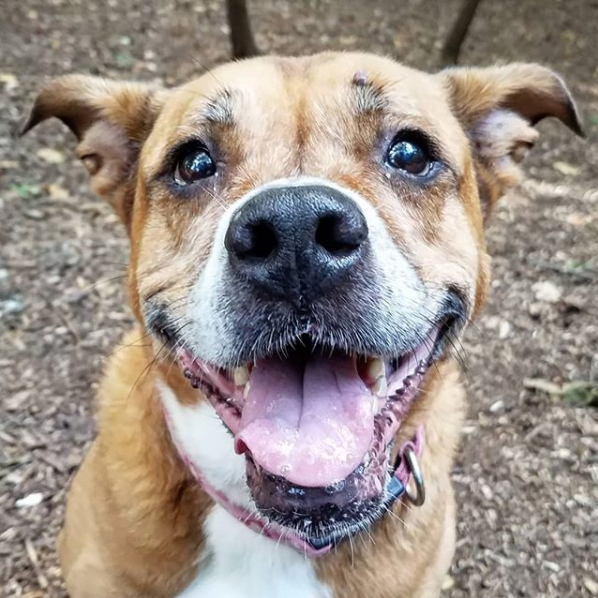 PedigreeFound's tweet photo. Just about 2️⃣ weeks remain for shelters/rescues to submit their applications for the 2022 grant cycle: https://t.co/LQSeq3c6Q5
Already submitted? Sharing a big smile with you! https://t.co/1G0F9wKI5p