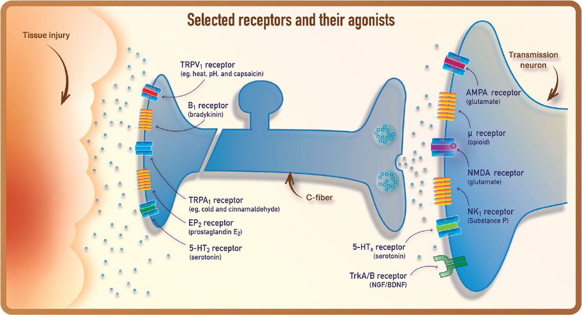 JOSPT's tweet photo. Part 2 of #PainScienceInPractice is in the April Edition of @JOSPT

Want to know your ligand-gated receptor from your metabotropic receptor?

Read on here 👉 https://t.co/GtvzQIzeZv

Don't forget to add your thoughts by posting with hashtag #JOSPTScienceInPractice 🙏

#yourJOSPT https://t.co/bZ6DhiJnwB
