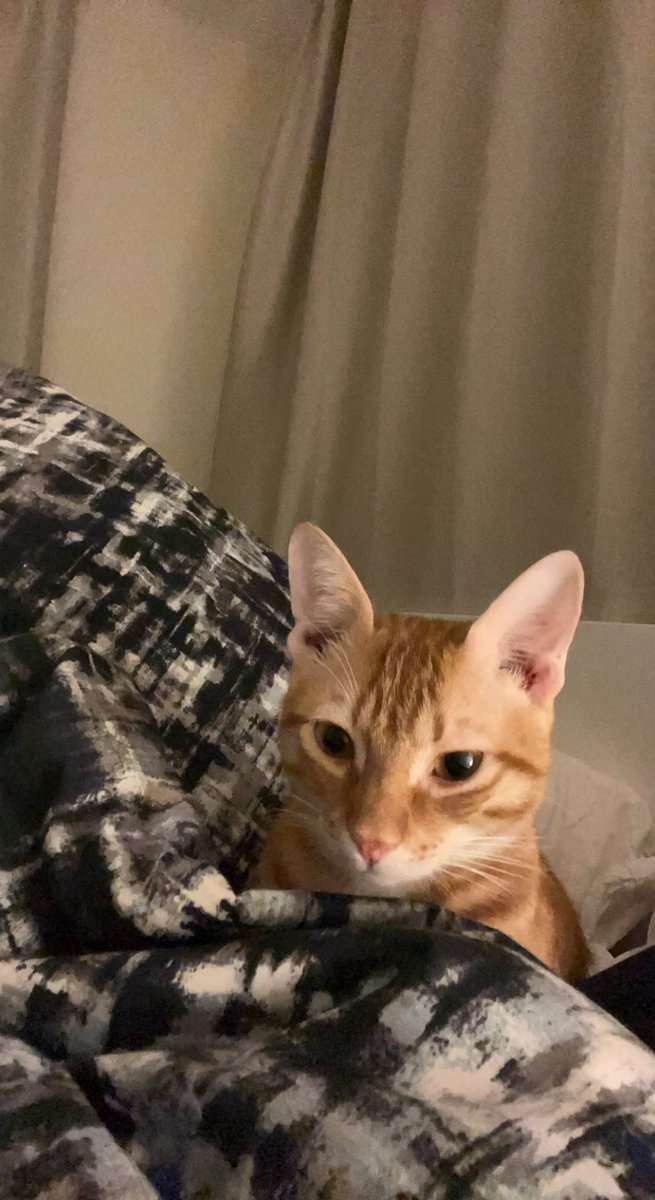 TaherDee's tweet photo. Cat dump https://t.co/PbFuzVpGHC
