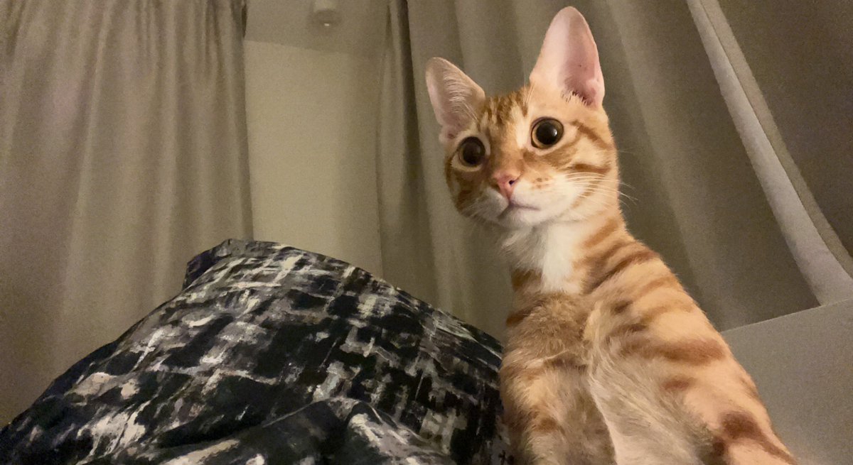 TaherDee's tweet photo. Cat dump https://t.co/PbFuzVpGHC