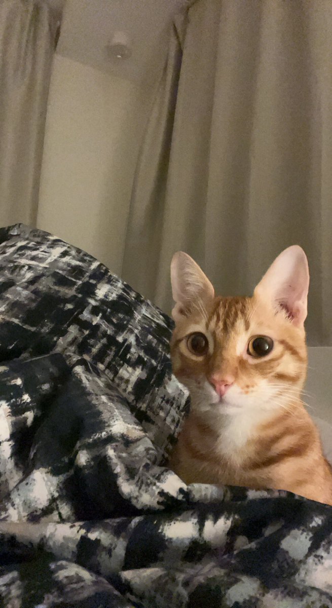 TaherDee's tweet photo. Cat dump https://t.co/PbFuzVpGHC