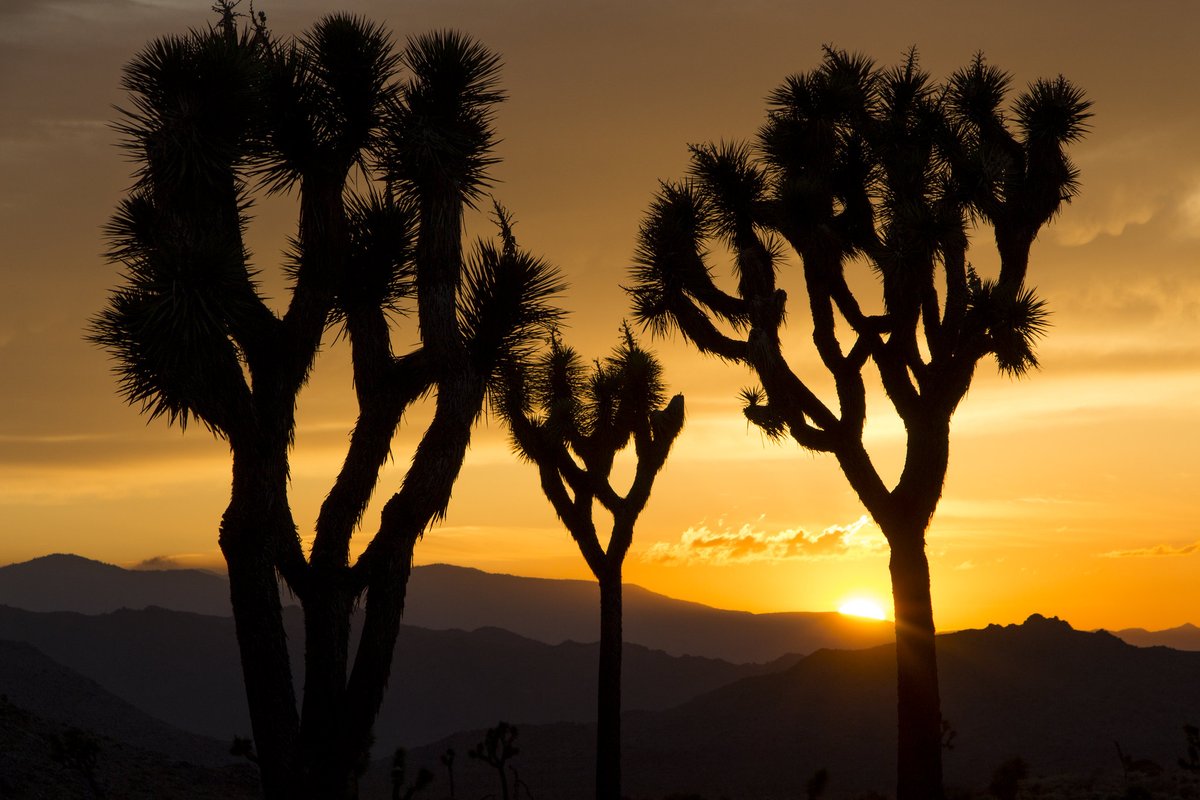 JoshuaTreeNPS tweet picture