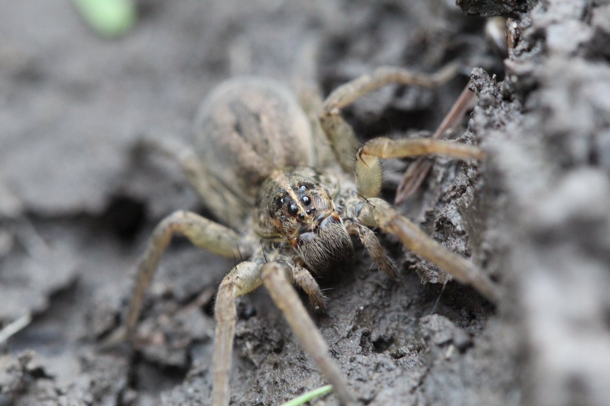 Timfestation's tweet photo. 🐺 🕷 lurkin’ #wolfspider #macro #macrophotography #photography #bugphotography #insect #insectphotography https://t.co/Y5XsC6Gsi7
