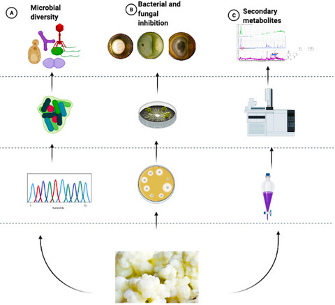 #Metagenomic analysis and #antimicrobial activity of two fermented milk #kefir samples 
.
.
👉 doi.org/10.1002/mbo3.1… 👈
.
.
#MicrobiologyOpen #openaccess    #metagenomics #metabolomics #prophage #antimicrobialactivity