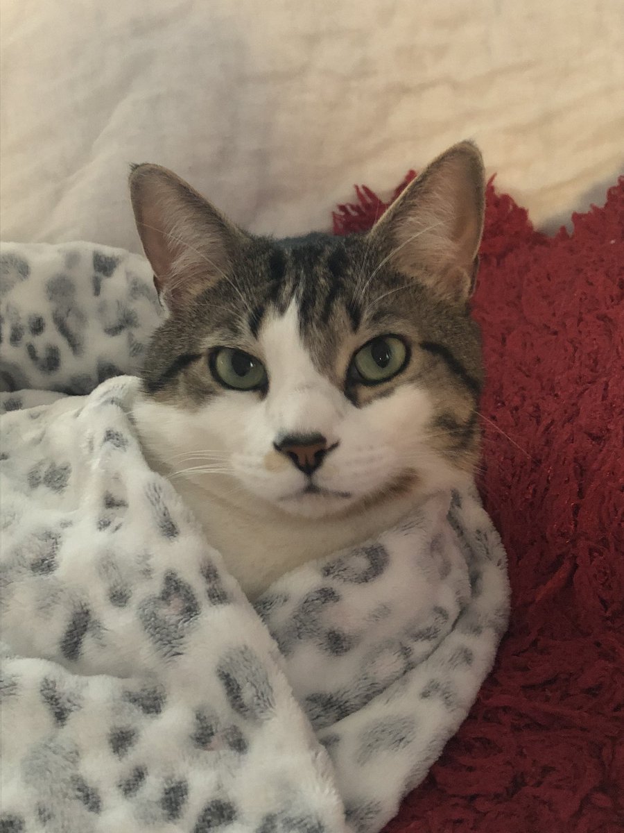 alexandra_832's tweet photo. @coopukinsurance #CoopInsurancePets #TeamCat ππ https://t.co/pQvp05TILH
