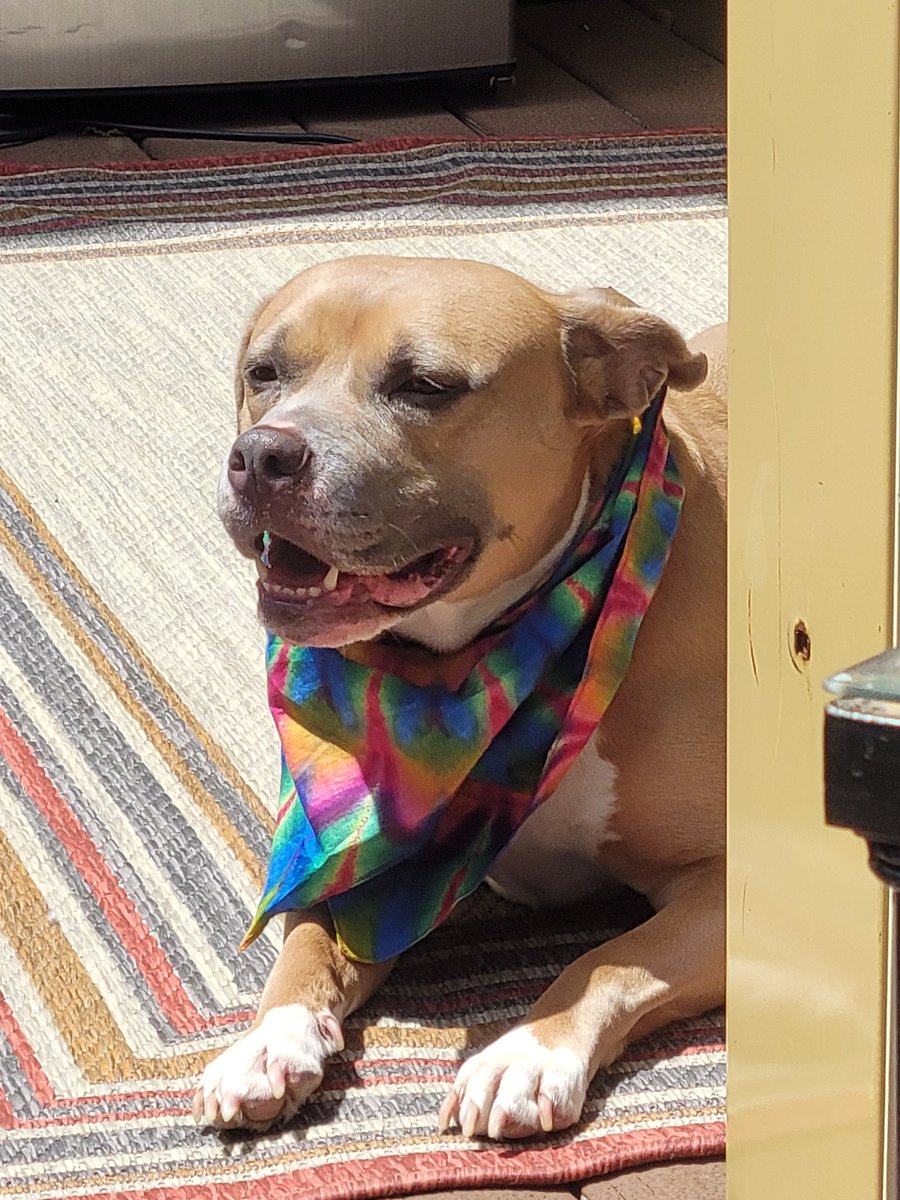 Cynthia06532733's tweet photo. @barkbox https://t.co/nHGPQK4YKB