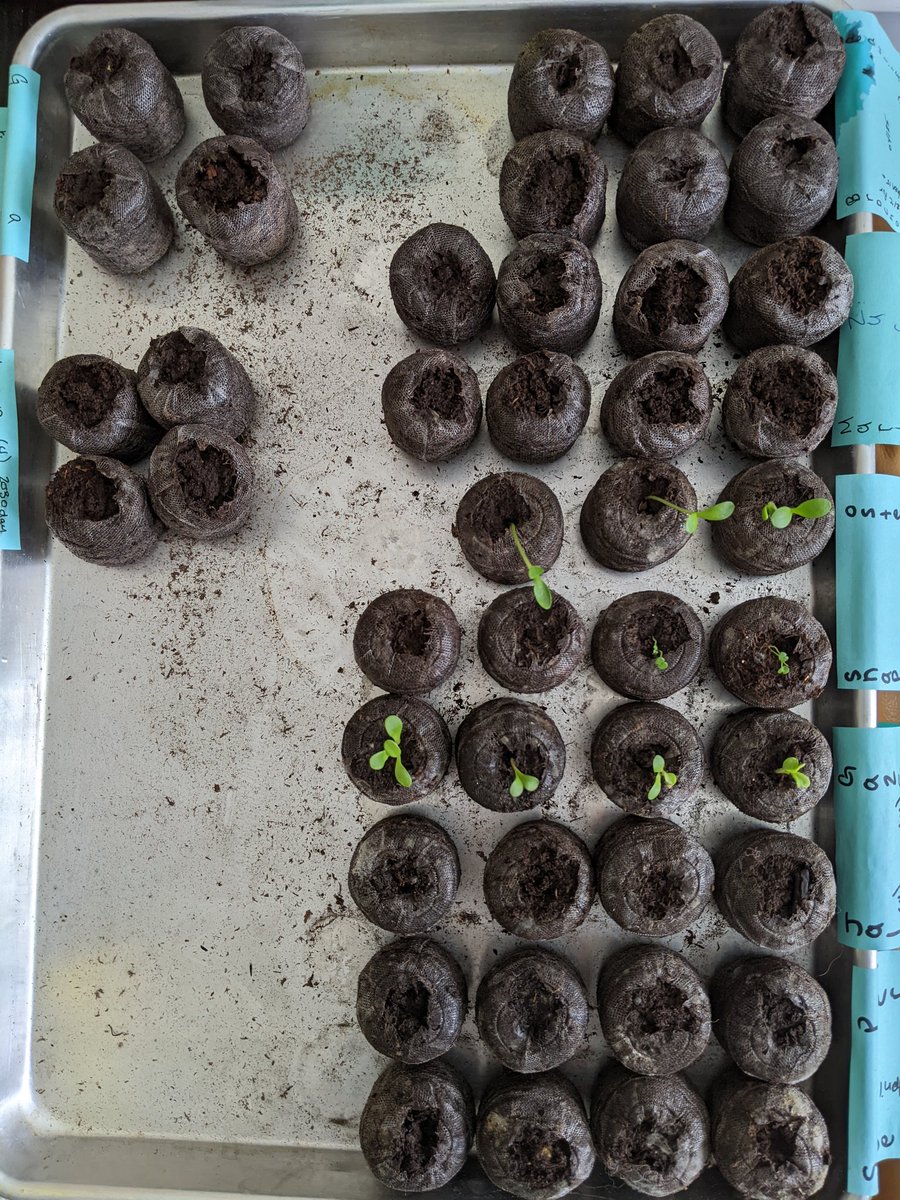 milgrathea's tweet photo. If I pretend it's spring inside, it's bound to happen outside, right?
Grow my beauties ๐ฑ #fusnow https://t.co/EG3ZuxtSmS