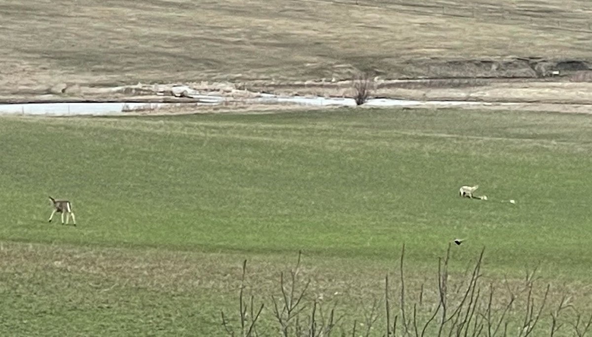 My cerial rye cover crop experimental field has intrigued me with the draw of wildlife. Here's a pic where deer and pheasant keep there distance from a coyote which is eating on another deer carcass. Even the turkeys like rye.