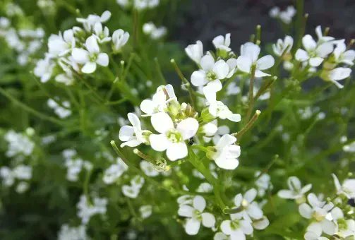 アルビオン Albion 公式 おはようございます 今日の誕生花は タネツケバナ 花言葉は 勝利 です 田んぼ一面を真っ白な花で覆うほどの 生命力の強さからポジティブな 花言葉がつけられたそう 何かに励んでいる方に応援の意味を 込めて贈り