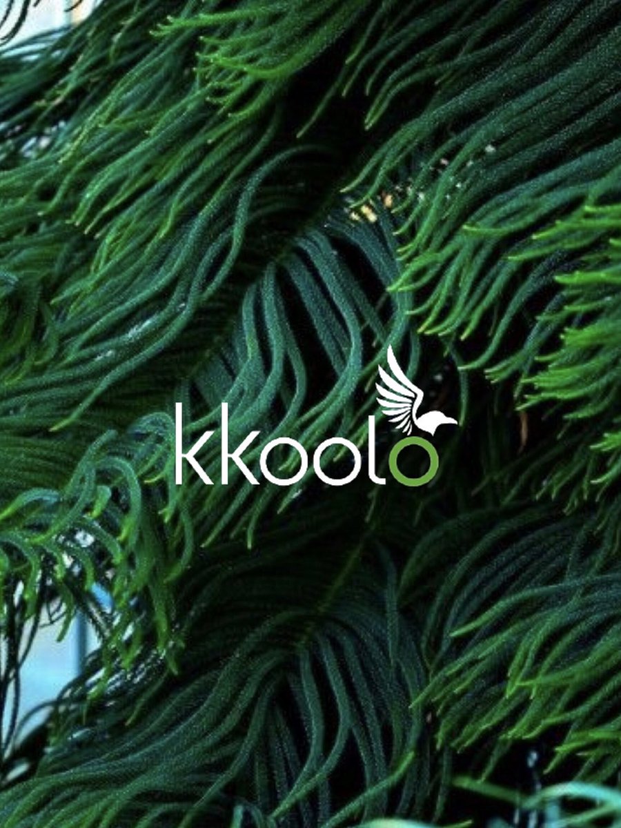 kkooloofficial's tweet photo. https://t.co/KhD0gqy9HU