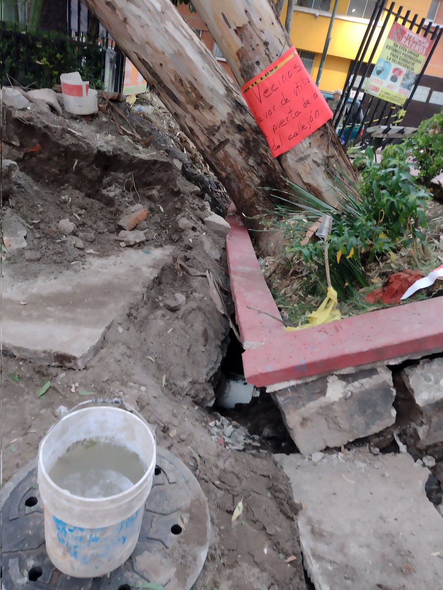 PRImxBJ's tweet photo. Solicitamos a los equipos de emergencia y de protección civil  de la @BJAlcaldia y @STaboadaMx por caída de árbol en la colonia Alberto dentro del conjunto San Francisco @AccionesBJ @BlindarBJ https://t.co/4a0NunQ32P