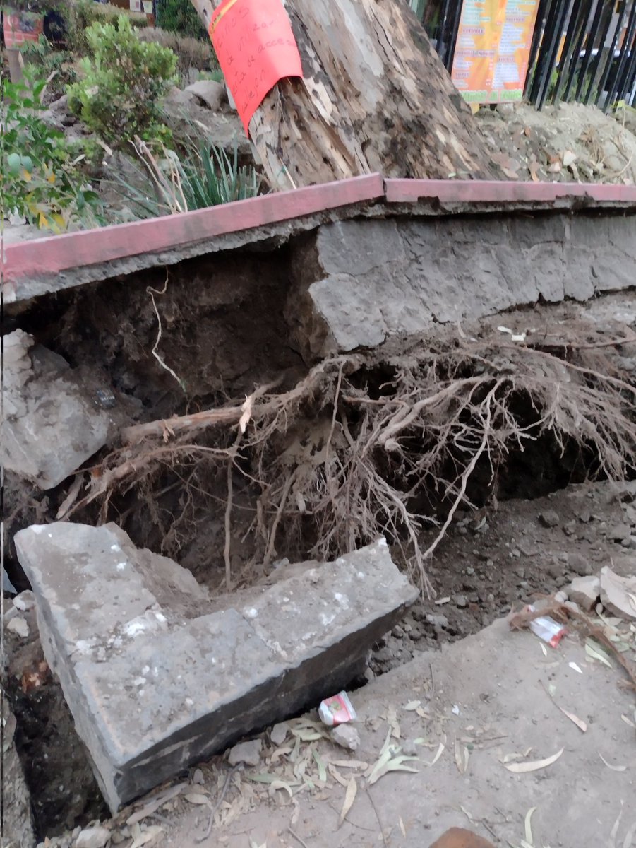 PRImxBJ's tweet photo. Solicitamos a los equipos de emergencia y de protección civil  de la @BJAlcaldia y @STaboadaMx por caída de árbol en la colonia Alberto dentro del conjunto San Francisco @AccionesBJ @BlindarBJ https://t.co/4a0NunQ32P