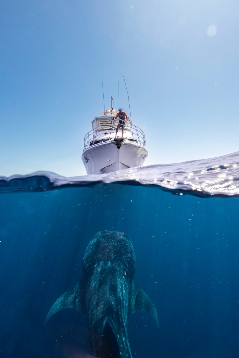 AlexKyddPhoto's tweet photo. A huge whale shark coming up say hello 👋

Shooting with @Nikon 

#WhaleShark #UnderwaterPhotography #ThisIsWA #Ocean https://t.co/3vh5ihzsNy